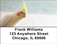 Cockatiels Address Labels