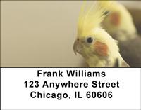 Cockatiels Address Labels