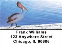Pelicans Address Labels