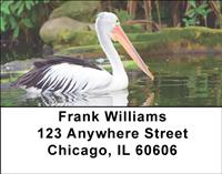 Pelicans Address Labels