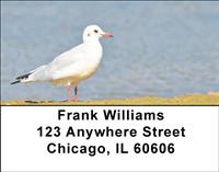 Seagulls Address Labels