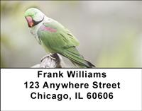 Parakeets Address Labels