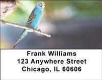 Parakeets Address Labels
