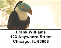 Toucans Address Labels