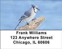 Blue Jays Address Labels