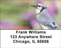 Blue Jays Address Labels