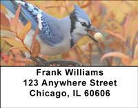 Blue Jays Address Labels