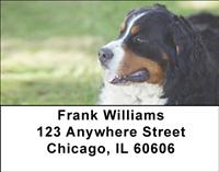 Playful Bernese Mountain Dogs Address Labels