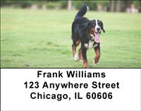 Playful Bernese Mountain Dogs Address Labels