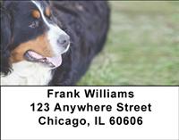 Playful Bernese Mountain Dogs Address Labels