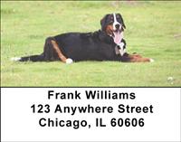 Playful Bernese Mountain Dogs Address Labels