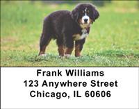 Bernese Pups Address Labels