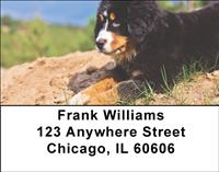 Bernese Pups Address Labels