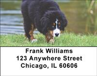 Bernese Pups Address Labels