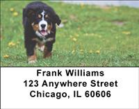 Bernese Pups Address Labels