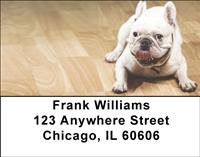White French Bulldogs Address Labels