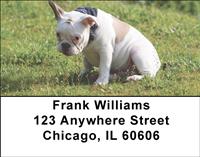 White French Bulldogs Address Labels