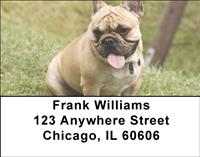 Tan French Bulldogs Address Labels