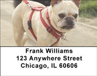 Tan French Bulldogs Address Labels