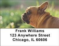 Tan French Bulldogs Address Labels