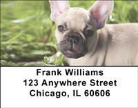 Tan French Bulldogs Address Labels