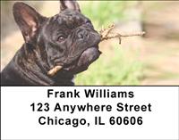 Black French Bulldogs Address Labels