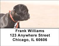 Black French Bulldogs Address Labels