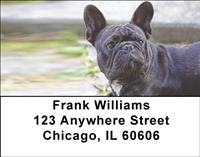 Black French Bulldogs Address Labels