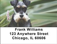 Miniature Schnauzers Outside Address Labels