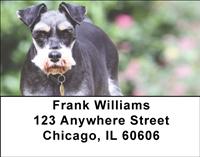 Miniature Schnauzers Outside Address Labels