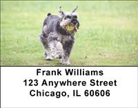 Miniature Schnauzers Outside Address Labels