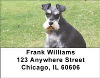 Miniature Schnauzers Outside Address Labels