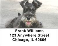 Cute Miniature Schnauzers Address Labels