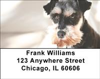 Cute Miniature Schnauzers Address Labels