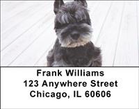 Cute Miniature Schnauzers Address Labels