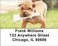 Sharpeis Address Labels