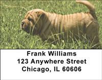 Sharpeis Address Labels