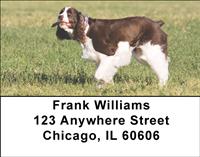 Sweet Springer Spaniels Address Labels