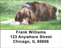 Sweet Springer Spaniels Address Labels