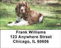 Sweet Springer Spaniels Address Labels