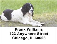 Black Springer Spaniels Address Labels