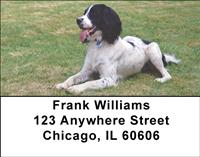 Black Springer Spaniels Address Labels