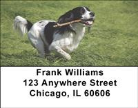 Black Springer Spaniels Address Labels
