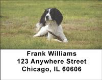 Black Springer Spaniels Address Labels