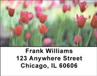 Red Tulips Address Labels