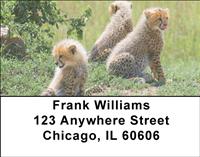 Cheetah Cubs Address Labels
