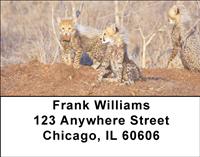 Cheetah Cubs Address Labels