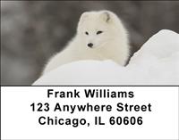 Arctic Foxes Address Labels