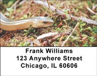 Tropical Snakes Address Labels