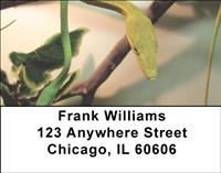 Tropical Snakes Address Labels